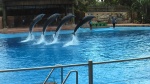 Dolfijnenshow Ushaka