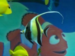 Nemo gevonden
