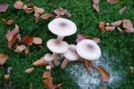 Lekkere champignons