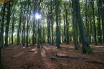 Laagstaande zon door het beukenbos