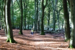 In het mooie herfstbos