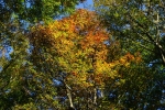Herfstkleuren