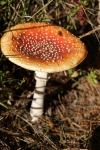 Rood met witte stippen