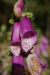 Vingerhoedskruid