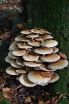 Grote groep paddestoelen