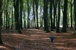 In het grote donkere beukenbos