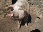 Piggy
