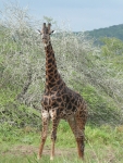 Long neck