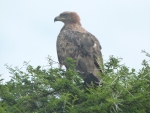 Eagle2