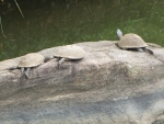 Three on a rock
