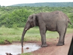 Handy such a long trunk
