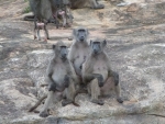 Three baboons playing a game