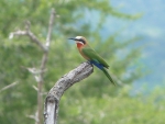 Beautiful sunbird