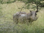 Pumba