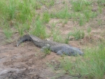 Sunbathing