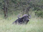 Buffalo