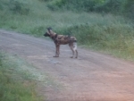 Wild dog on the road