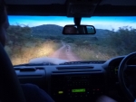 Wild dog guiding the way