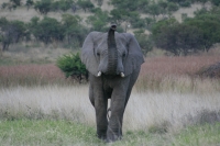 Elephant encounter