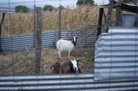 Goatshed.JPG